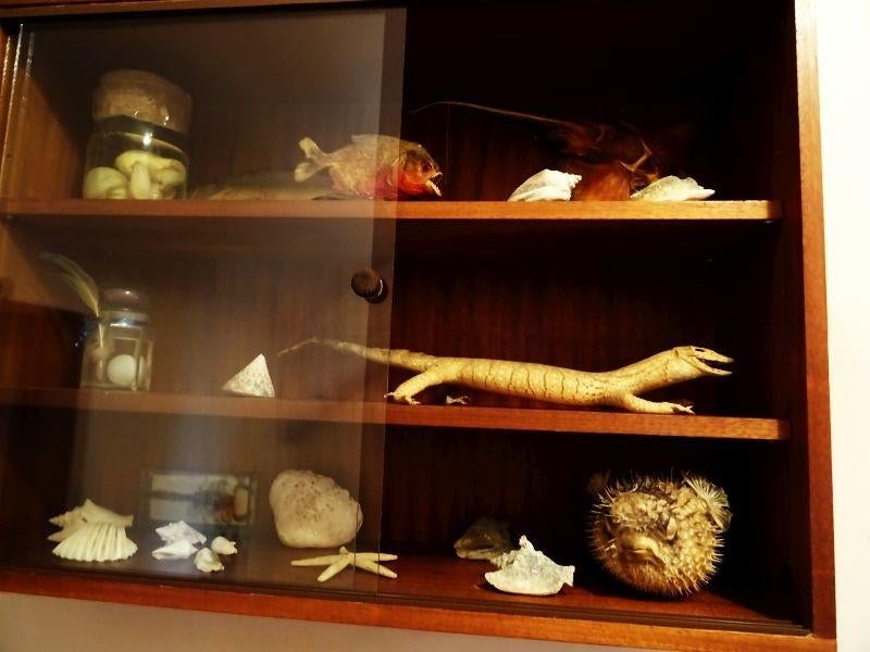 opgezette vissen en dergelijke, Verzamelen, Dierenverzamelingen, Ophalen, Gebruikt, Reptiel of Amfibie, Opgezet dier