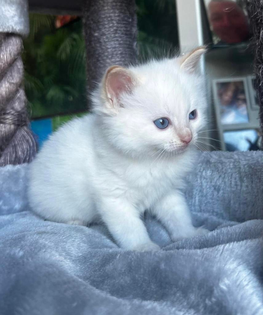 Ragdoll Kitten Laatste Kater, Dieren en Toebehoren, Katten en Kittens | Raskatten | Langhaar, Kater, 0 tot 2 jaar, Ontwormd, Ingeënt