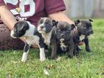 Engelse stafford pups geboren, Overige rassen, 8 tot 15 weken, Meerdere, Meerdere dieren