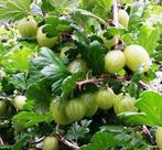 Kruisbes struik, Ophalen, 100 tot 250 cm, Overige soorten, Zomer