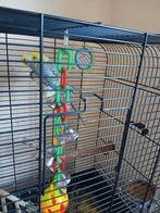 Baasje gezocht parkieten, Dieren en Toebehoren, Vogels | Parkieten en Papegaaien, Meerdere dieren, Parkiet, Pratend