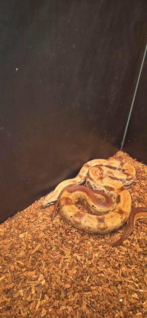 Boa constrictor imporator  Honduras  nakweek 2022 vrouw Boa Constrictor - female for sale from Henk