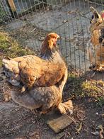 Brahma blauwpatrijs hen, Dieren en Toebehoren, Pluimvee, Vrouwelijk, Kip