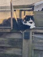 Huis gezocht voor lieve Larry, Kater, Langharig, 6 jaar of ouder