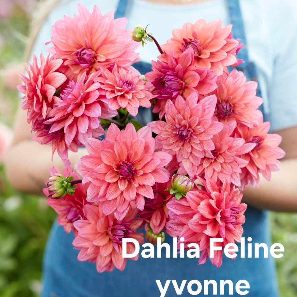 Dahlia knollen diverse soorten, Tuin en Terras, Bloembollen en Zaden, Ophalen of Verzenden