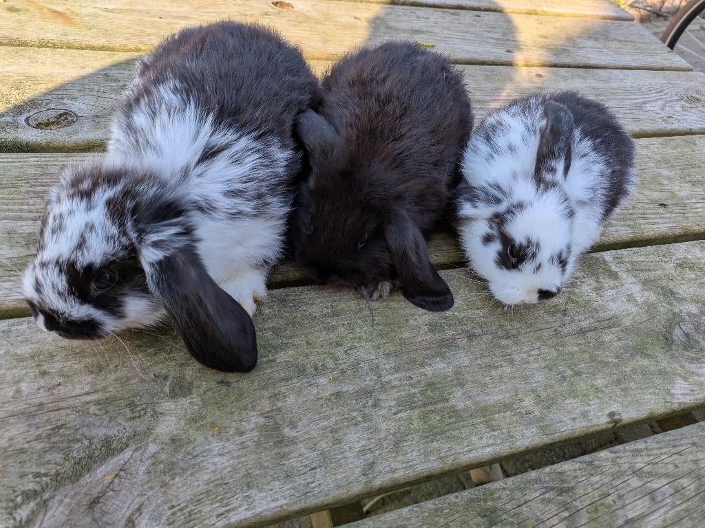 Lieve hangoor konijntjes geboren! Konijnen, Dieren en Toebehoren, Konijnen, Meerdere dieren, Klein, Hangoor, 0 tot 2 jaar