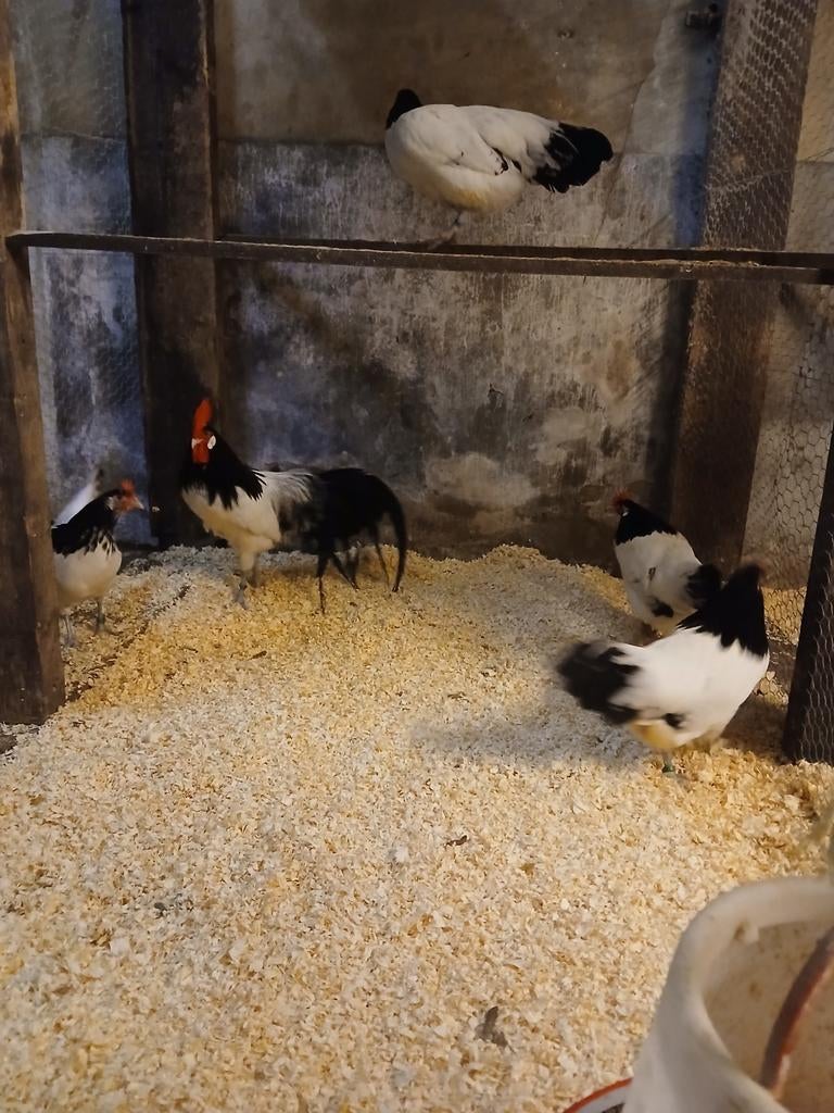 Mooie lakenvelder kippen, Vrouwelijk, Kip