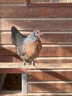 Hollandse krielen zilverpatrijs, Meerdere dieren, Kip