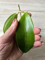 HOYA SP. COXANH 001 🌱, Huis en Inrichting, Kamerplanten, Bloeiende kamerplant, Ophalen of Verzenden, Halfschaduw, Minder dan 100 cm