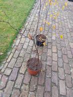 Berkenboom Betula 75 cm, Tuin en Terras, Planten | Bomen, Minder dan 100 cm, Volle zon, In pot, Overige soorten