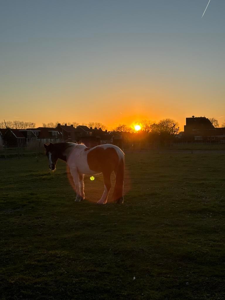 Stalhulp gezocht, Dieren en Toebehoren, Stalling en Weidegang