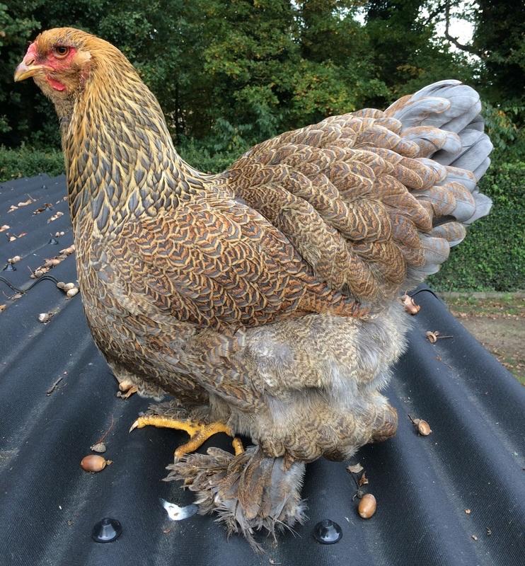 GEZOCHT; Blauwpatrijs kriel brahma kuikens, Vrouwelijk, Kip