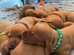 Vizsla puppy’s, Dieren en Toebehoren, Parvo, Overige rassen, 8 tot 15 weken, Meerdere