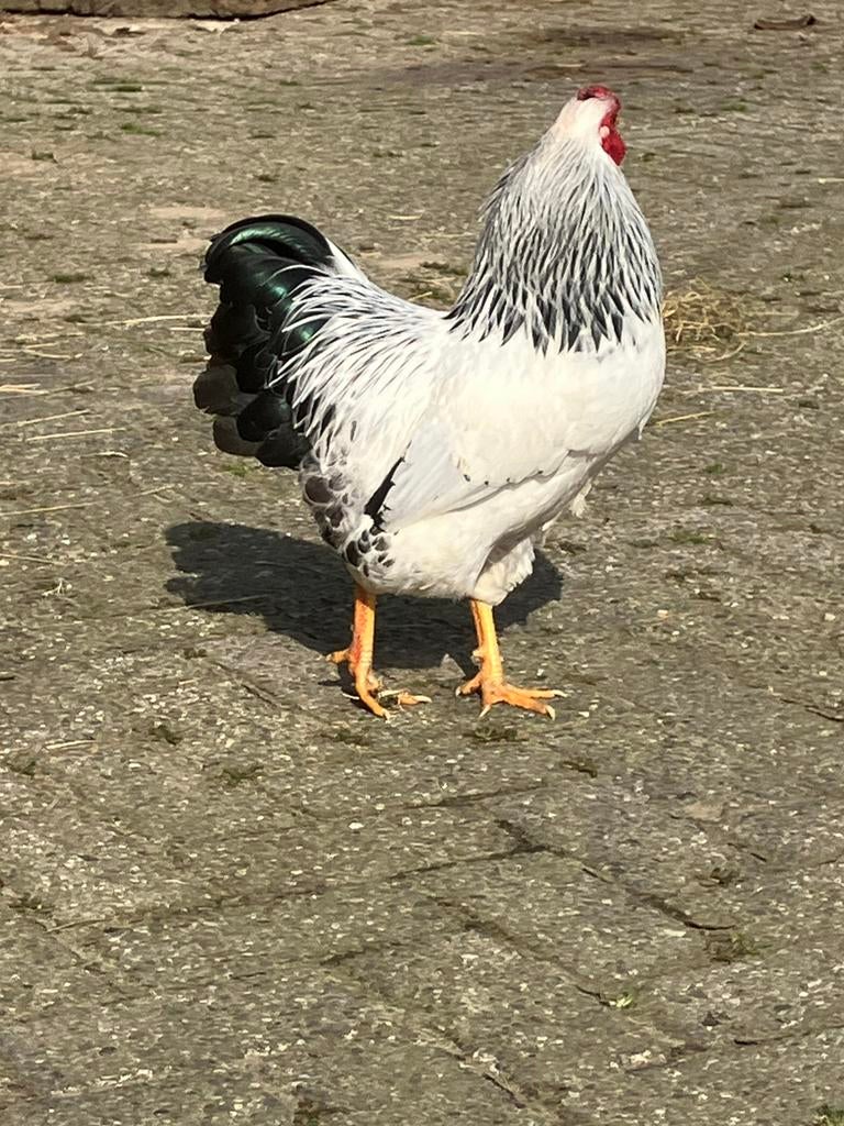 Wyandotte kriel haan, Dieren en Toebehoren, Pluimvee, Mannelijk, Kip