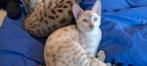 Bengaal ? Nee dit is een Snow Savannah, Dieren en Toebehoren, Katten en Kittens | Raskatten | Korthaar, Kater, Met stamboom, 0 tot 2 jaar