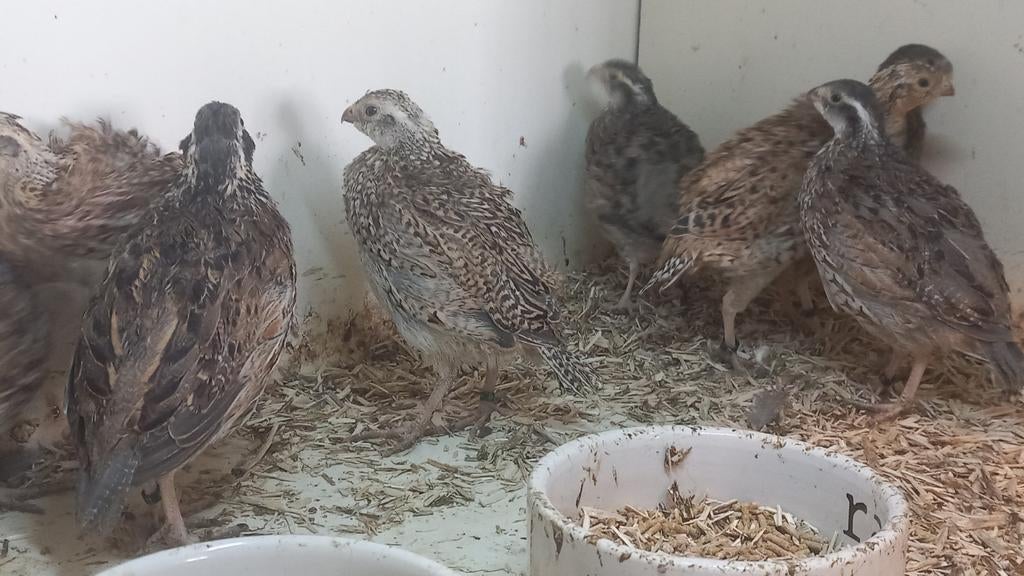 Boomkwartels, Meerdere dieren