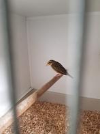 Citroen wever pop, Vrouwelijk