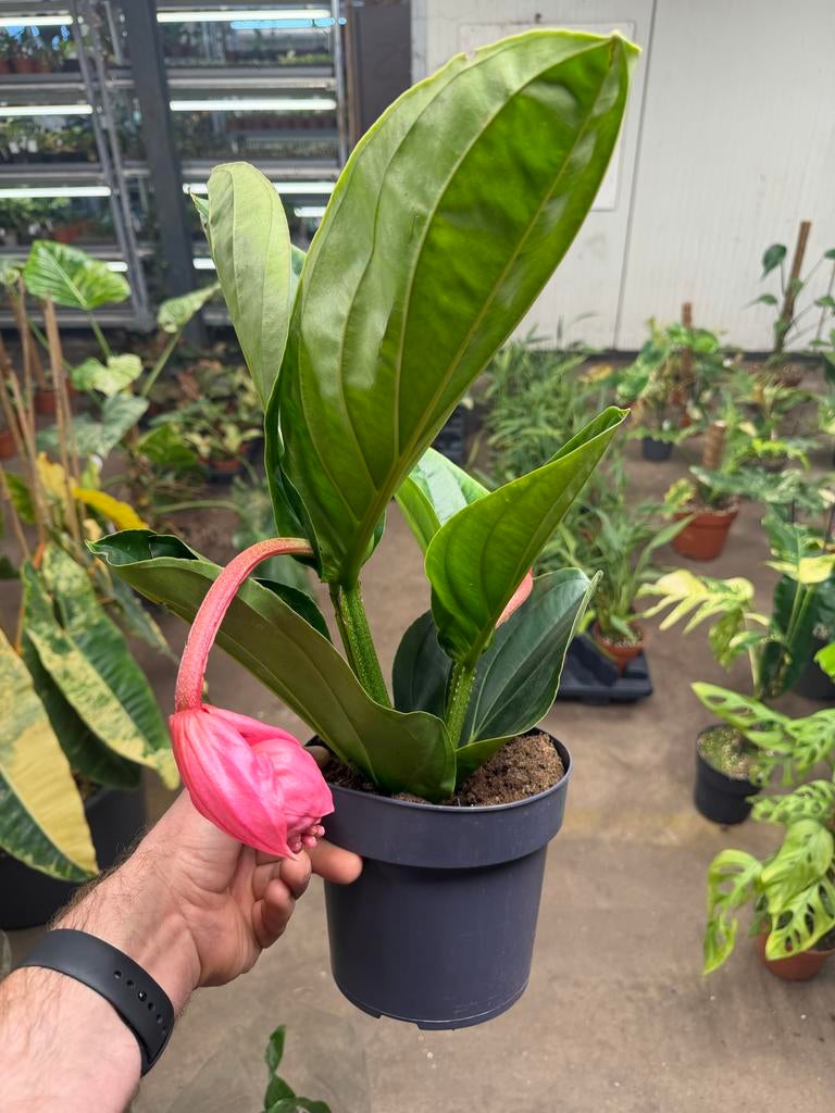 Medinilla magnifica Flamingo - Pot 17 cm, Overige soorten, In pot, Minder dan 100 cm, Bloeiende kamerplant
