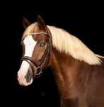 New Forest ruin 4 jr C ponie 1.37 heeft concours ervaring, Dieren en Toebehoren, Pony's, Ruin, Springpony, 3 tot 6 jaar, C pony (1.27m tot 1.37m)