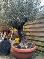 Olijfboom in pot, Tuin en Terras, Overige soorten, Volle zon, Vaste plant, Ophalen of Verzenden