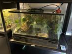 Terrarium met 2 gifkikkers Azureus, Dieren en Toebehoren, Ophalen, Zo goed als nieuw