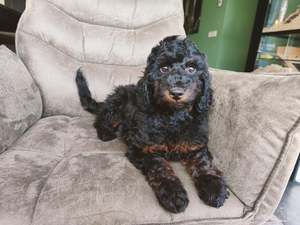 Laatste super schattige labradoodle pup, Dieren en Toebehoren, Honden | Retrievers, Spaniëls en Waterhonden, Overige rassen, 8 tot 15 weken