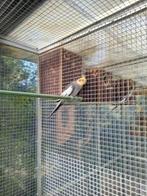 Valk parkiet man, Dieren en Toebehoren, Mannelijk