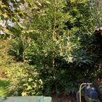 prachtige, hoge Ilex, Ophalen, Volle zon, Zuilboom, 250 tot 400 cm