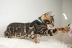 Uitstekende Bengaalse katertjes beschikbaar, Dieren en Toebehoren, Katten en Kittens | Raskatten | Korthaar, Kater, Gechipt, 0 tot 2 jaar