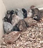 Gezocht, 3 chinese dwergkwartels hennetjes, Dieren en Toebehoren, Vrouwelijk, Tropenvogel
