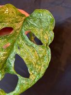 Monstera Adansonii mint Variegata stek, Amfibie, 0 tot 2 jaar