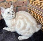 Britse korthaar kittens zoeken gouden mandje, Dieren en Toebehoren, Meerdere dieren, Ontwormd, 0 tot 2 jaar