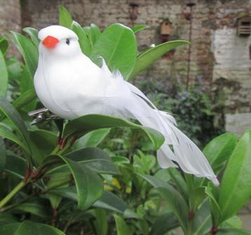 VOGELTJES beschikbaar voor biedingen