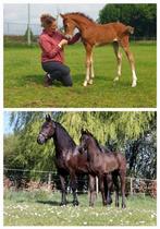 ✨️Unieke kans! Freiberger merrieveulen + Fries merrie veulen, Dieren en Toebehoren, Paarden, Merrie, Dressuurpaard, Gechipt, 0 tot 2 jaar