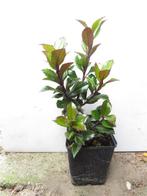 Ilex meserveae Heckenstar. Hulst haagplanten, Ophalen of Verzenden, Hulst, Haag, Minder dan 100 cm