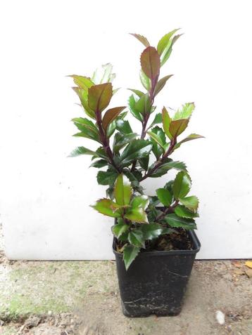 Ilex meserveae Heckenstar. Hulst haagplanten  beschikbaar voor biedingen
