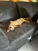 Bengaalse kitten (tijgertje), Dieren en Toebehoren, Katten en Kittens | Overige Katten, Poes, Kortharig, 0 tot 2 jaar