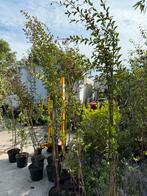 Lagerstroemia boompjes struiken 150 / 200 m vol in knop roze, Ophalen, Overige soorten, Struik, 100 tot 250 cm