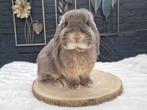 Raszuivere Nederlandse hangoordwerg feh-otter, Dieren en Toebehoren, Konijnen, Mannelijk, Dwerg, Hangoor, 0 tot 2 jaar