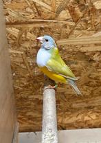 Gould amadine man, Mannelijk, Geringd