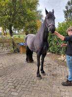 Drachtige friese merrie, Merrie