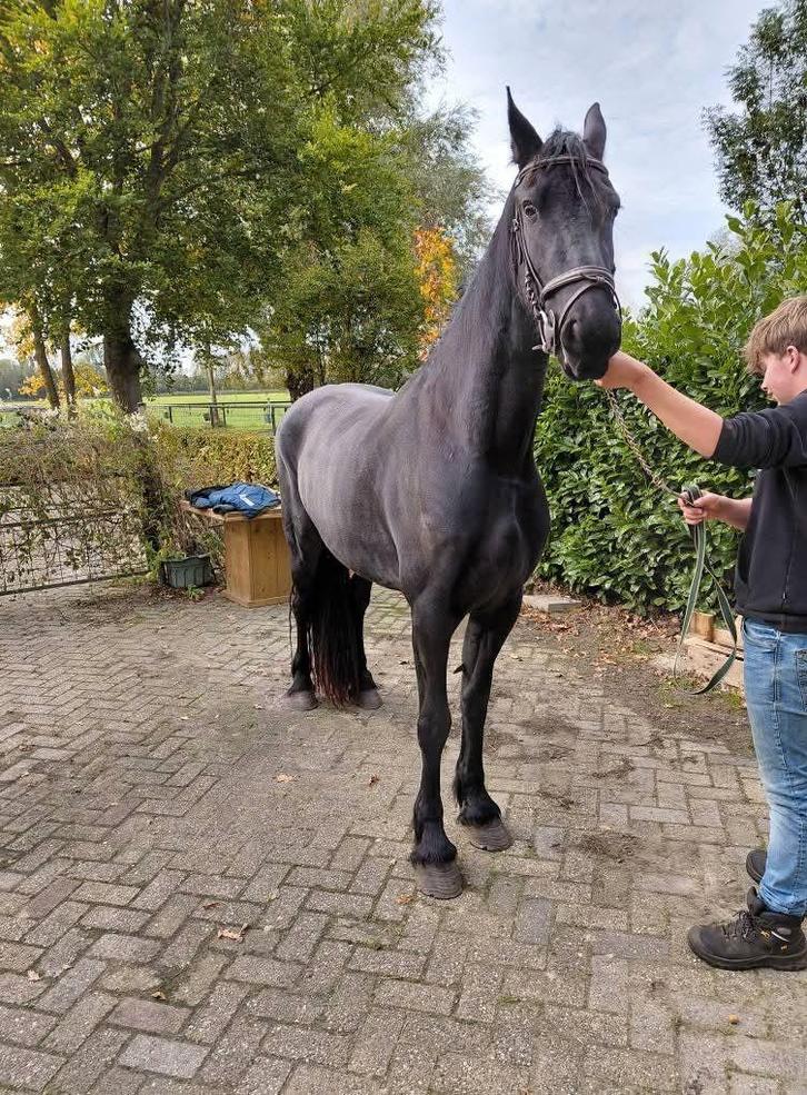 Drachtige friese merrie, Dieren en Toebehoren, Paarden en Pony's | Dekhengsten en Fokmerries, Merrie