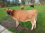 Drachtige jersey koe, Dieren en Toebehoren, Vrouwelijk, 3 tot 6 jaar