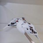 Bonte diamant duiven 6-5(11stk), Meerdere dieren