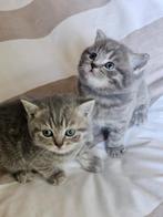 Britse korthaar kittens, Gechipt