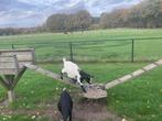 Geitenbok, Dieren en Toebehoren, Schapen, Geiten en Varkens, Meerdere dieren