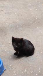 Kittens, Meerdere dieren, Kortharig, 0 tot 2 jaar