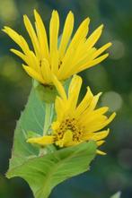 Silphium perfoliatum

Zonnekroon, Ophalen, Zomer, Overige soorten, Halfschaduw