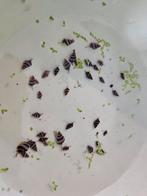 Slak etende slakken/assassin snails. Jonkies, Dieren en Toebehoren, Vissen | Aquariumvissen, Slak of Weekdier
