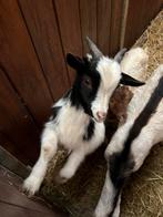 Dwerg dekbokken, Dieren en Toebehoren, Schapen, Geiten en Varkens, Mannelijk, Geit, 0 tot 2 jaar